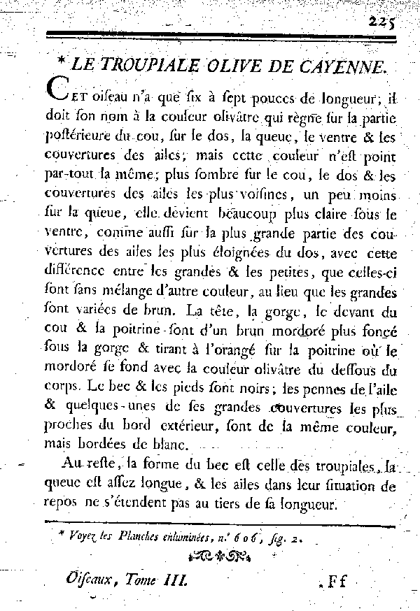 Le Troupiale olive de Cayenne