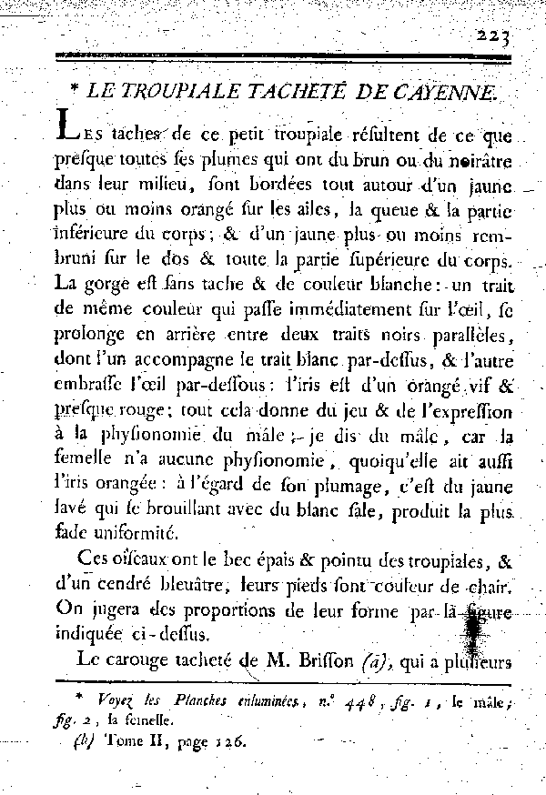 Le Troupiale tacheté de Cayenne