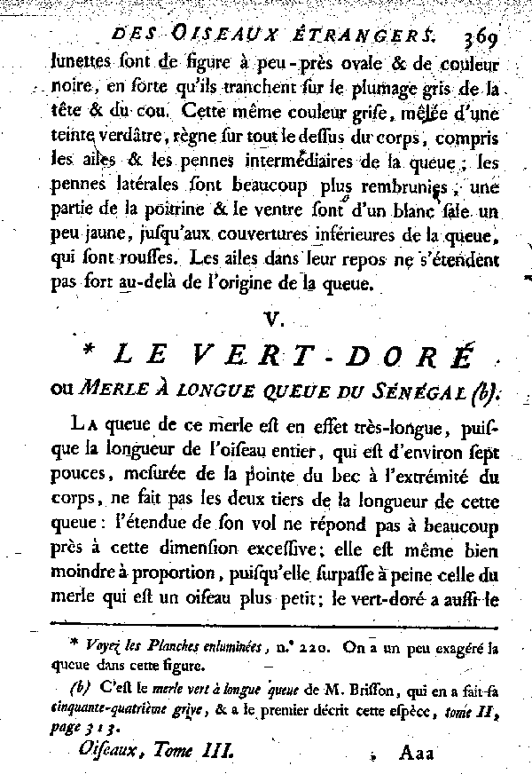 V. Le Vert doré ou Merle à longue queue du Sénégal.