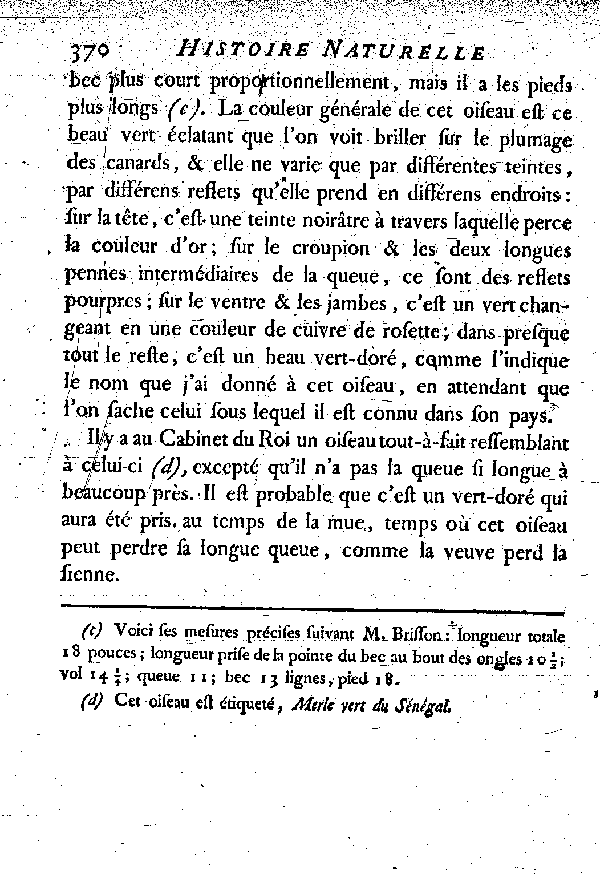 V. Le Vert doré ou Merle à longue queue du Sénégal.