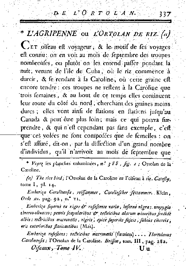 L'Agripenne ou Ortolan de la Louisiane.