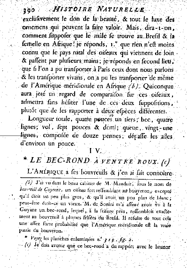 IV. Le Bec-rond à ventre roux.