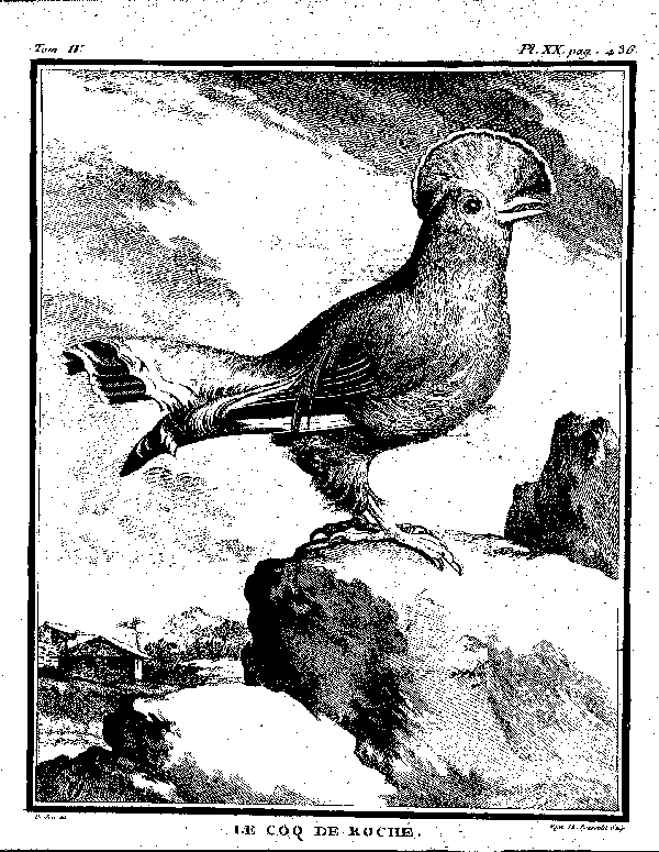 Le Coq de Roche.