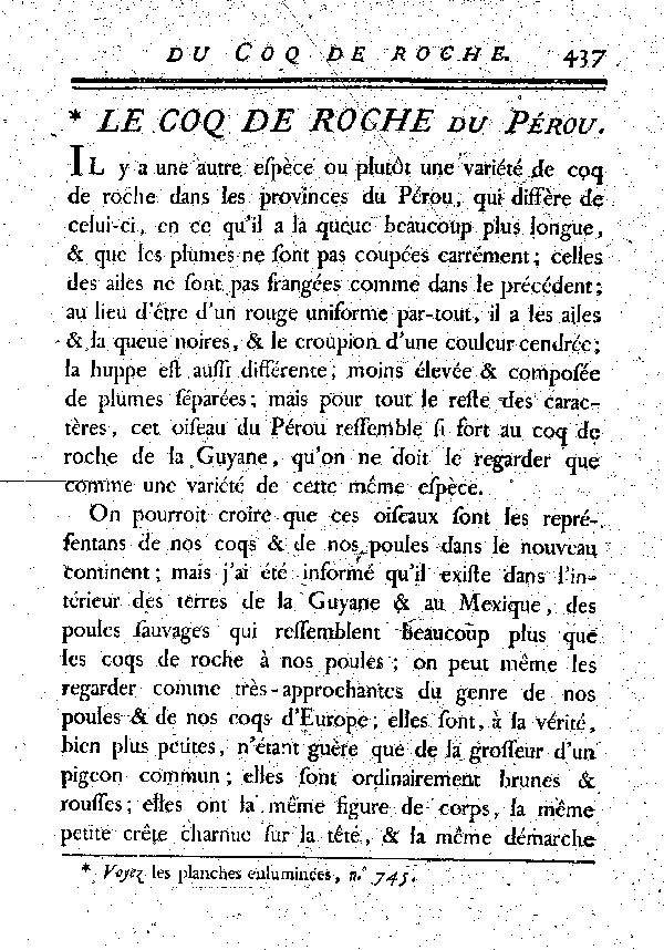 Le Coq de Roche du Pérou.