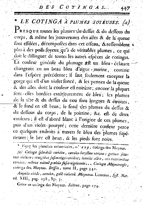 Le Cotinga à plumes soyeuses.