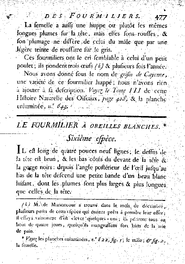 Le Fourmilier à oreilles blanches.