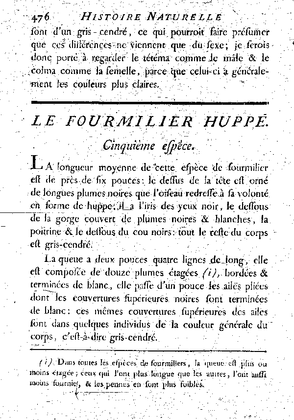 Le Fourmilier huppé.