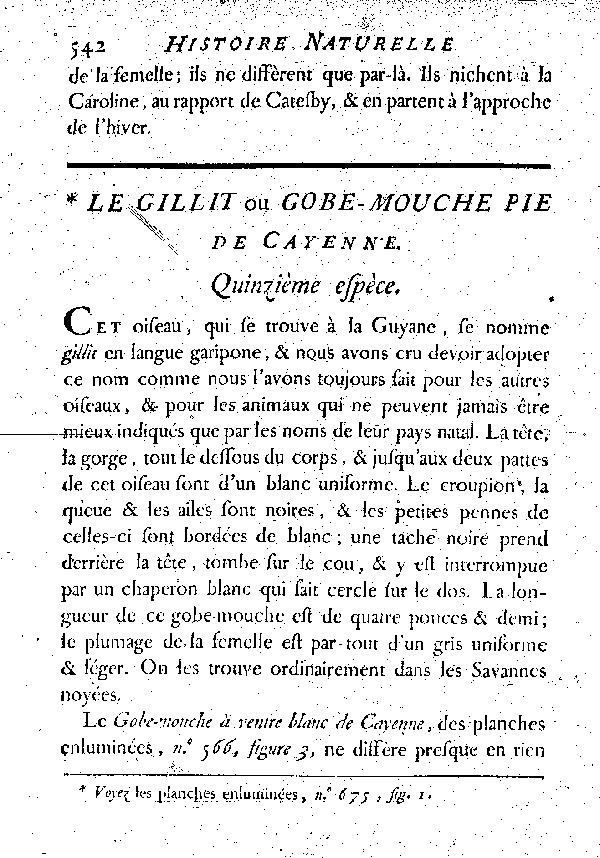 Le Gillit ou Gobe - mouche Pie de Cayenne.