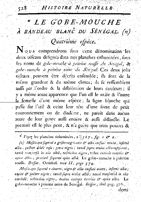 Le Gobe-mouche à bandeau blanc du Sénégal.