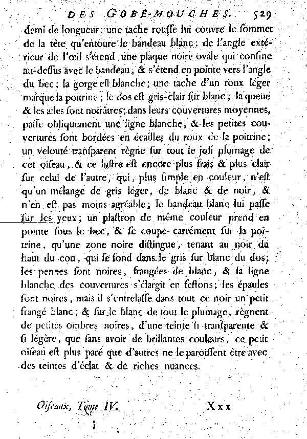 Le Gobe-mouche à bandeau blanc du Sénégal.