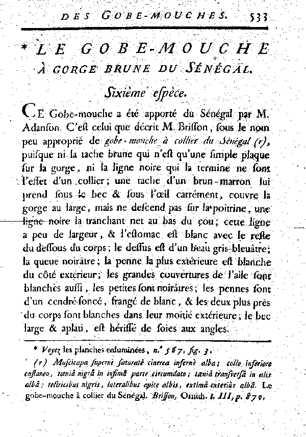 Le Gobe-mouche à gorge brune du Sénégal.