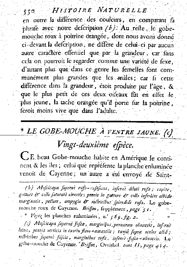 Le Gobe-mouche à ventre jaune.