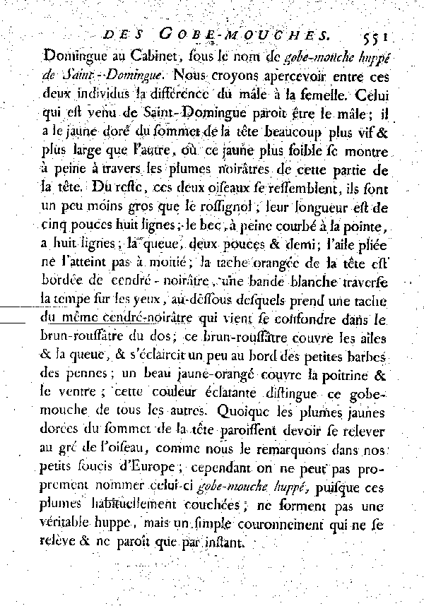 Le Gobe-mouche à ventre jaune.