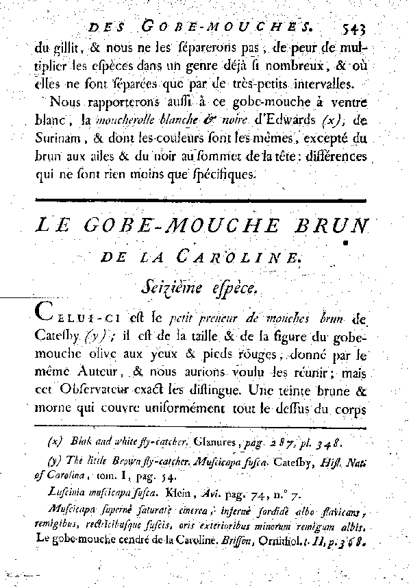 Le Gobe - mouche brun de la Caroline.