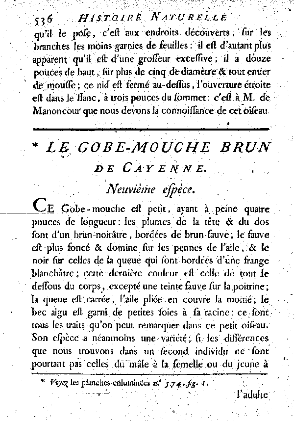 Le Gobe-mouche brun de Cayenne.