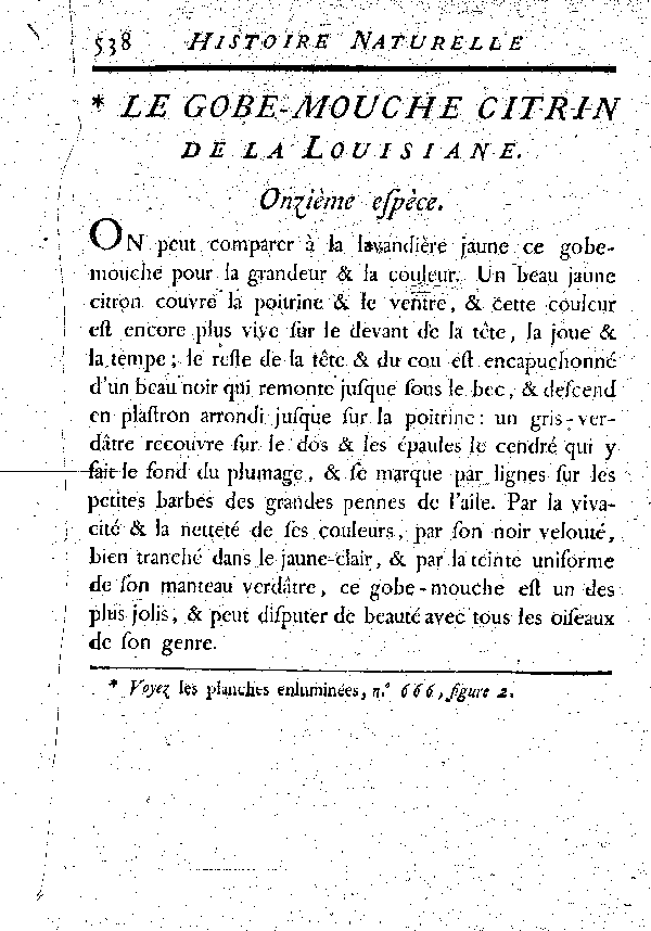 Le Gobe-mouche citrin de la Louisiane.