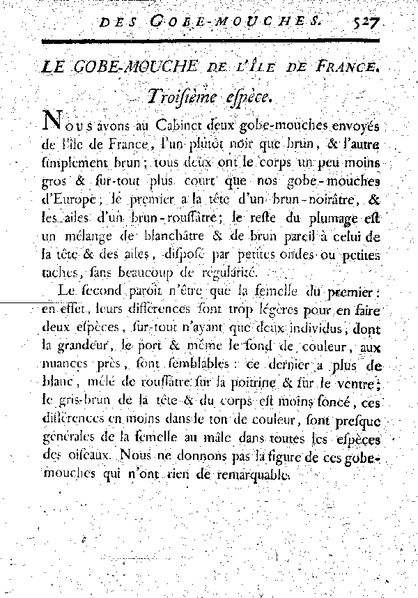 Le Gobe-mouche de l'île de France.