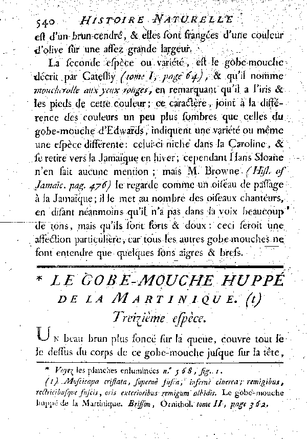 Le Gobe-mouche huppé de la Martinique.