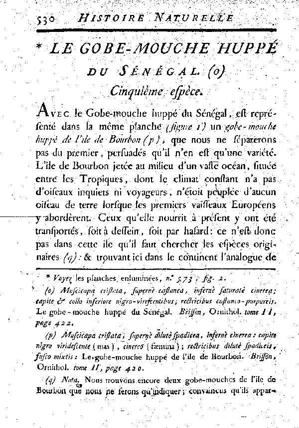 Le Gobe - mouche huppé du Sénégal.