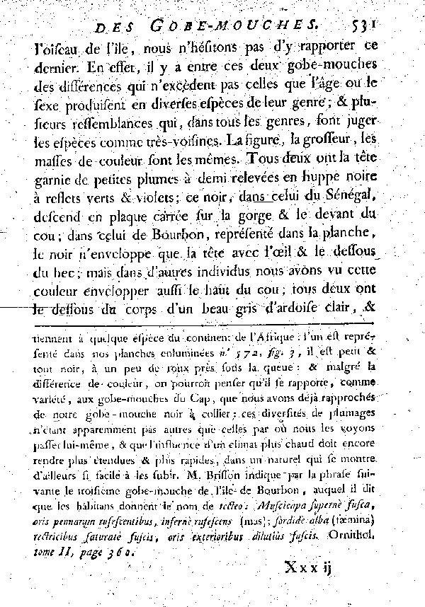 Le Gobe - mouche huppé du Sénégal.