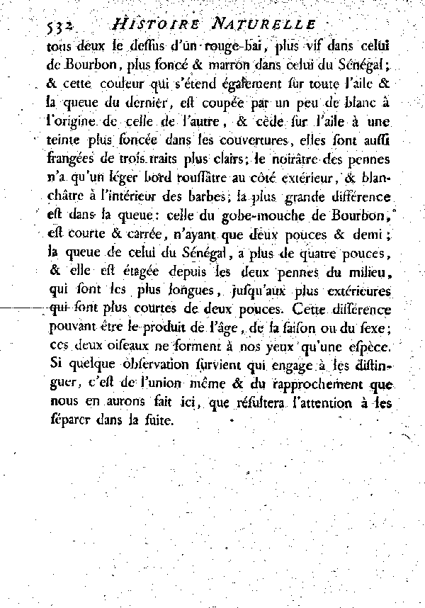 Le Gobe - mouche huppé du Sénégal.