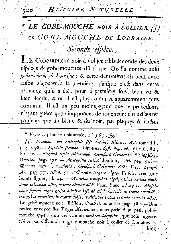 Le Gobe-mouche noir à collier ou Gobe-mouche de Lorraine.