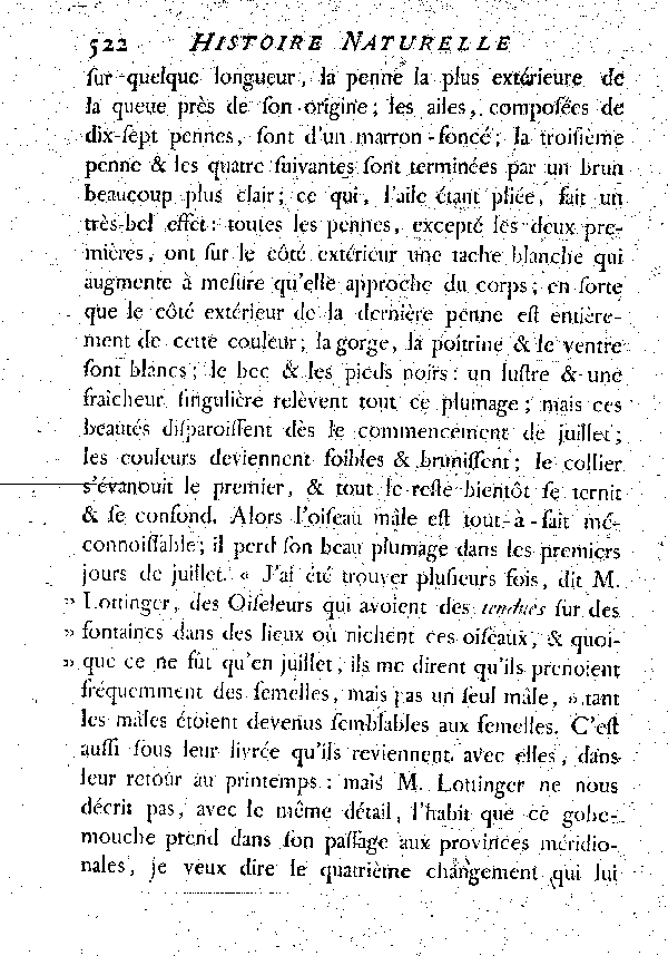 Le Gobe-mouche noir à collier ou Gobe-mouche de Lorraine.