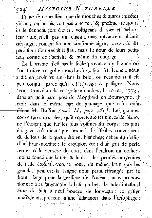 Le Gobe-mouche noir à collier ou Gobe-mouche de Lorraine.