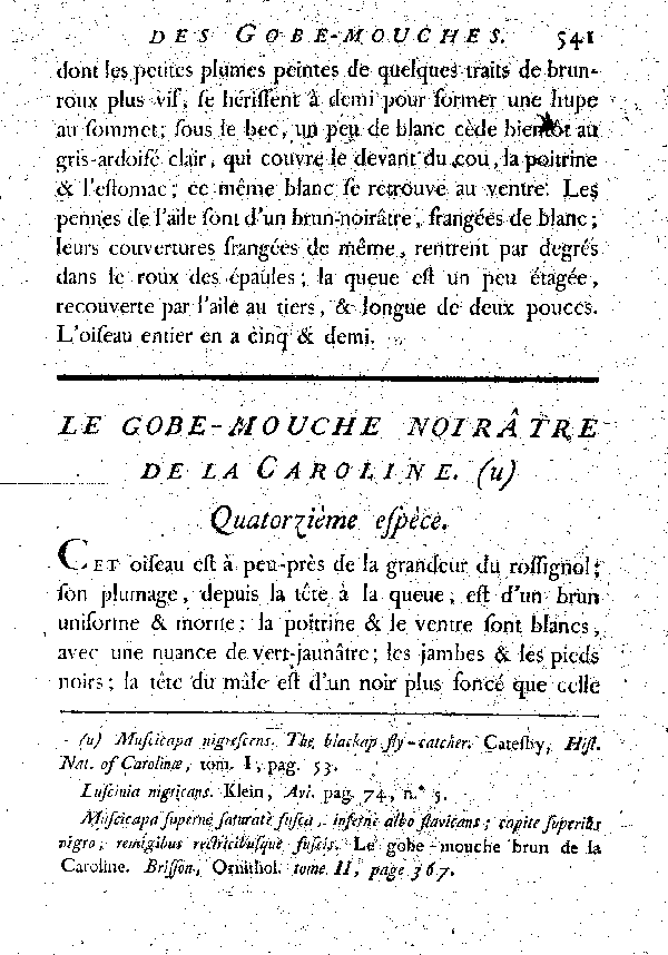 Le Gobe - mouche noirâtre de la Caroline.