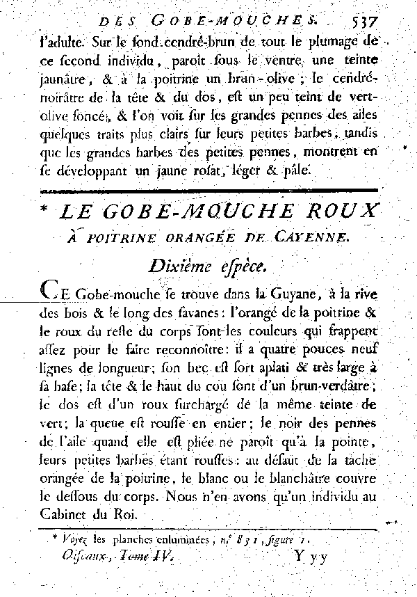 Le Gobe - mouche roux à poitrine orangée de Cayenne.