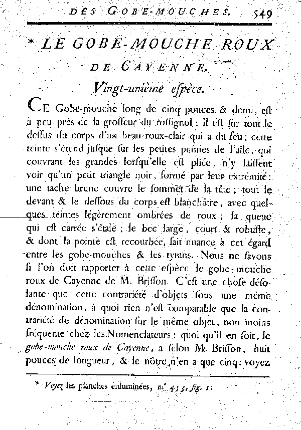 Le Gobe-mouche roux de Cayenne.