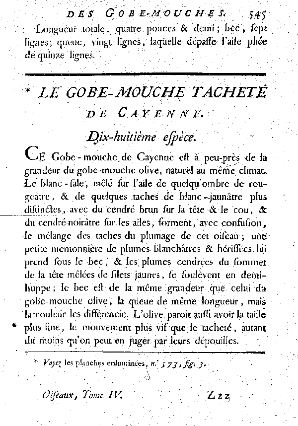 Le Gobe-mouche tacheté de Cayenne. Dix-.