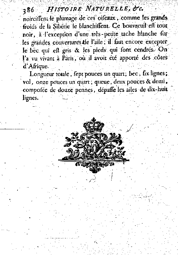 III. Le Grand Bouvreuil noir d'Afrique.