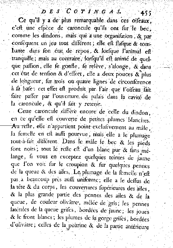 Le Guira Panga ou Cotinga blanc.