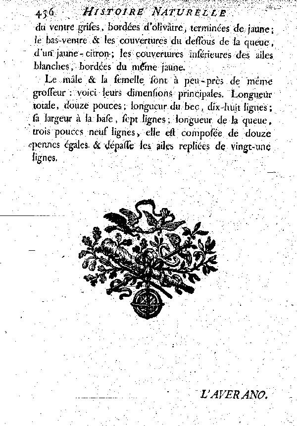 Le Guira Panga ou Cotinga blanc.