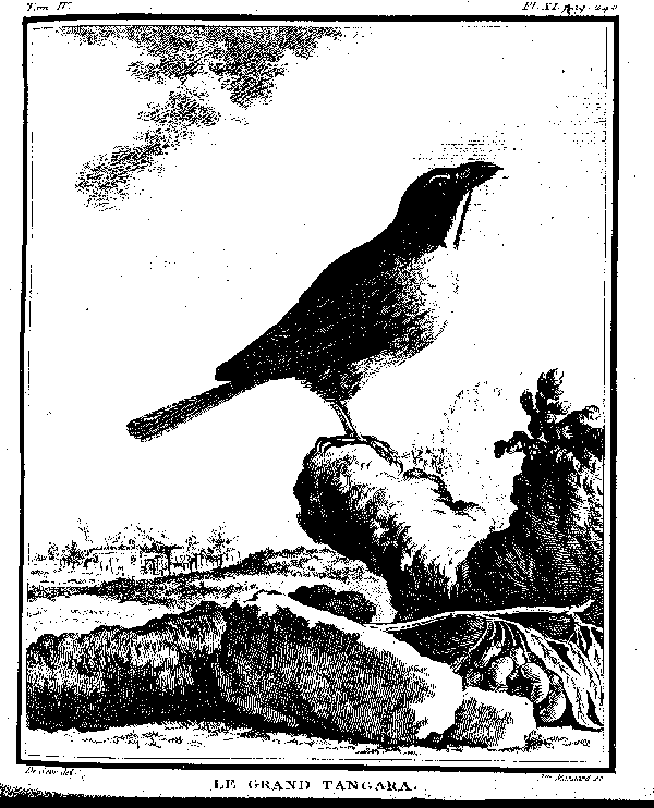 La Houpette.