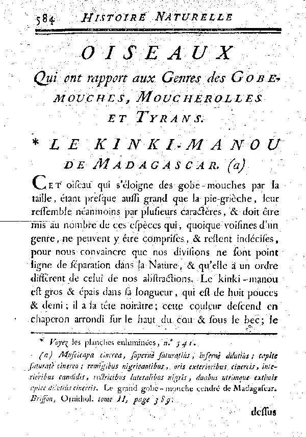 Le Kinki-Manou de Madagascar.