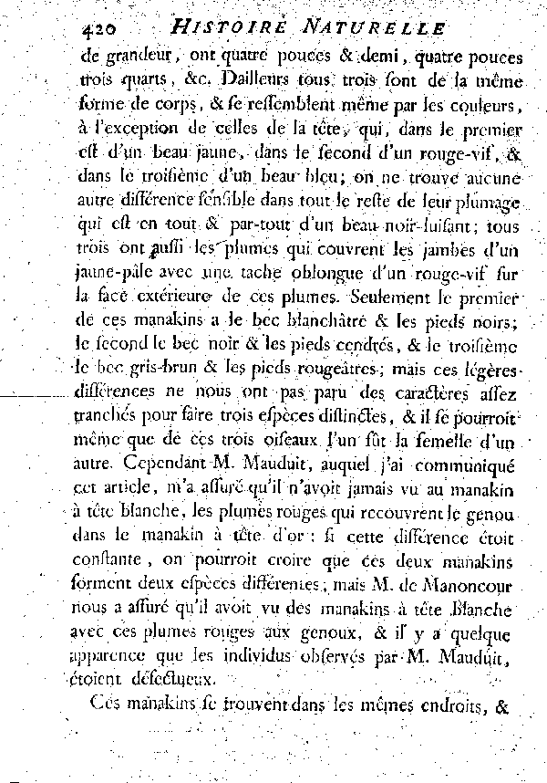 III. Le Manakin à tête blanche.