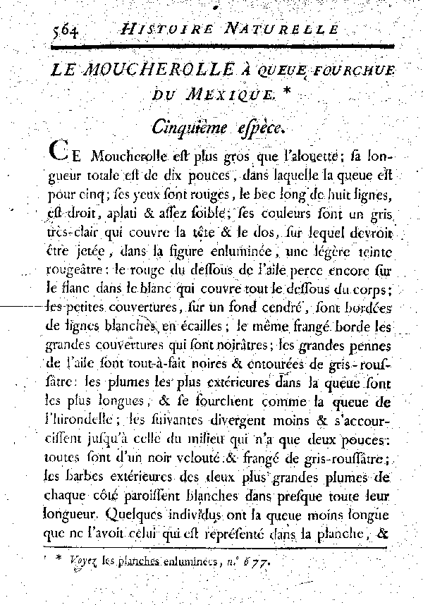 Le Moucherolle à queue fourchue du Mexique.