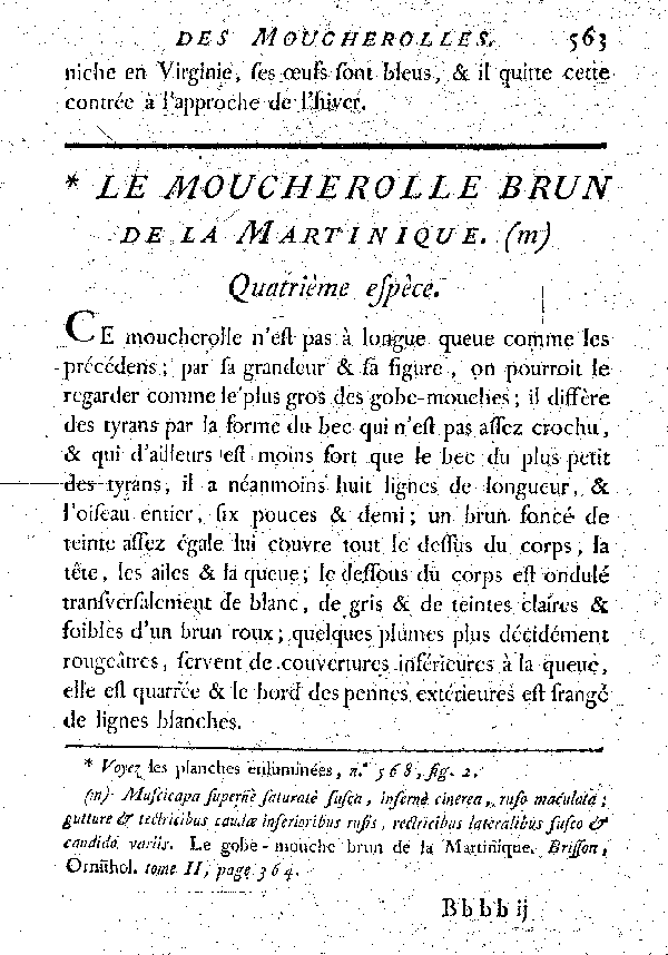 Le Moucherolle brun de la Martinique.