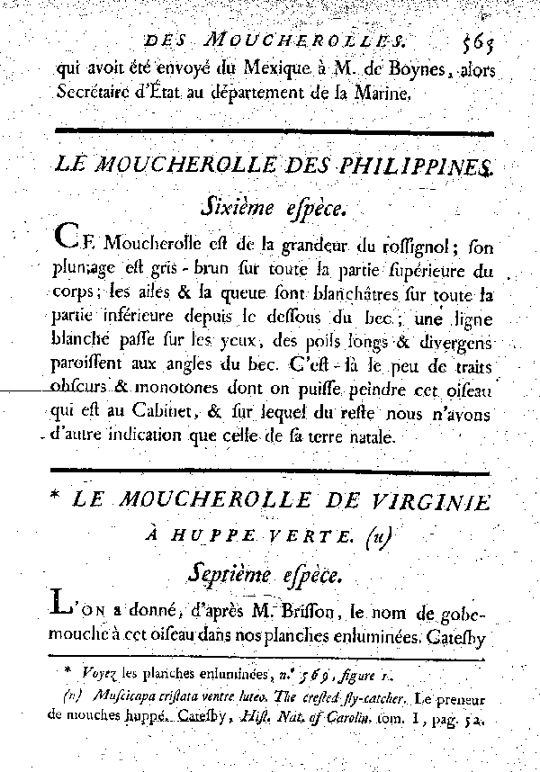 Le Moucherolle de Virginie à huppe verte.