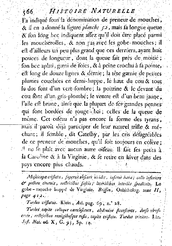 Le Moucherolle de Virginie à huppe verte.