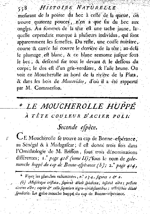 Le Moucherolle huppé à tête couleur d'acier poli.