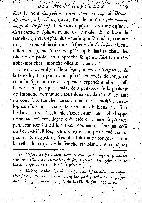 Le Moucherolle huppé à tête couleur d'acier poli.