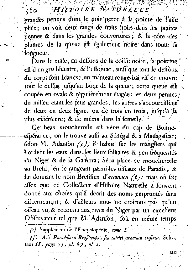 Le Moucherolle huppé à tête couleur d'acier poli.