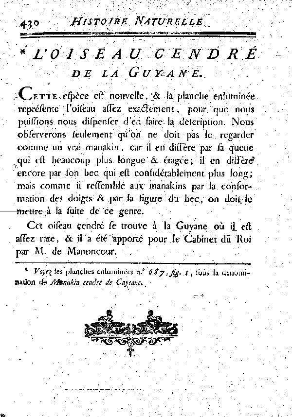 L'Oiseau cendré de la Guyane.