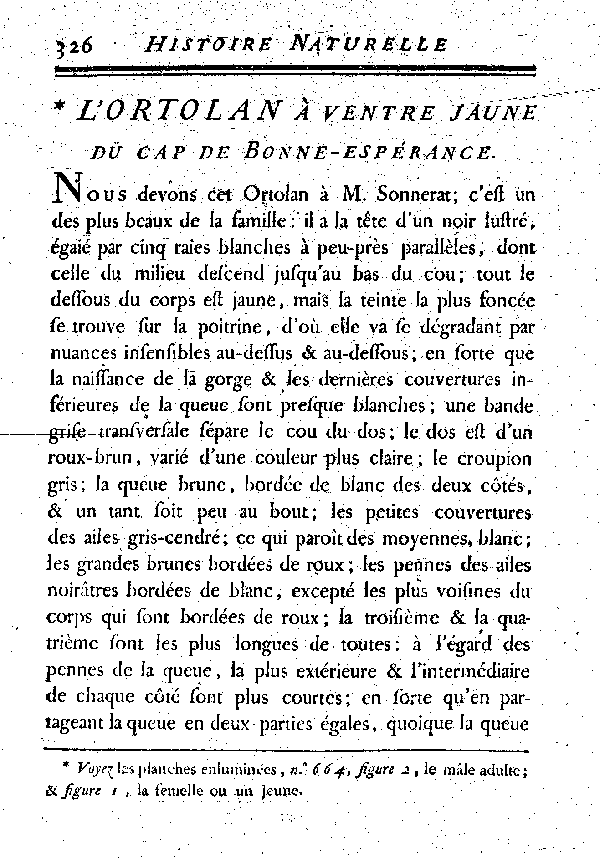 L'Ortolan à ventre jaune du cap de Bonne-espérance.