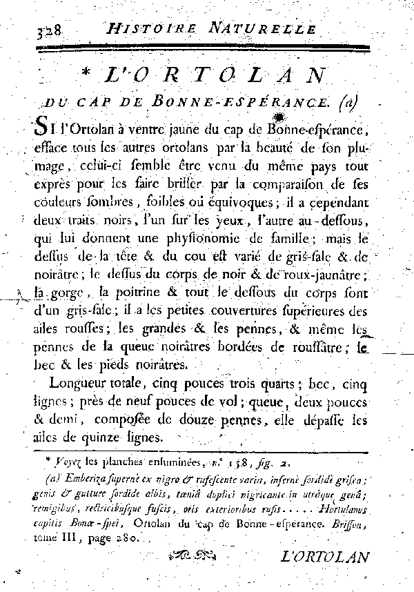 L'Ortolan du cap de Bonne-espérance.