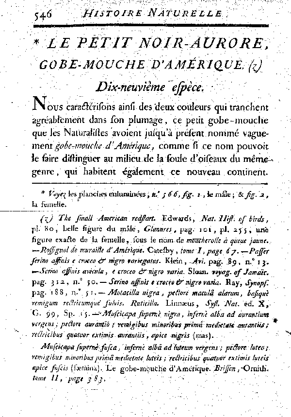 Le petit Noir-aurore, Gobe - mouche d'Amérique. Dix-.