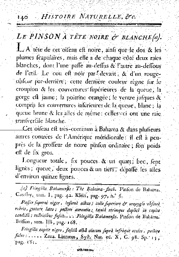 Le Pinson à tête noire et blanche.